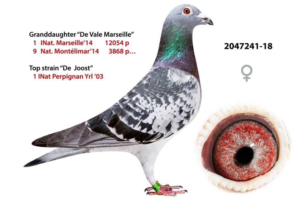 pigeon: undefined
