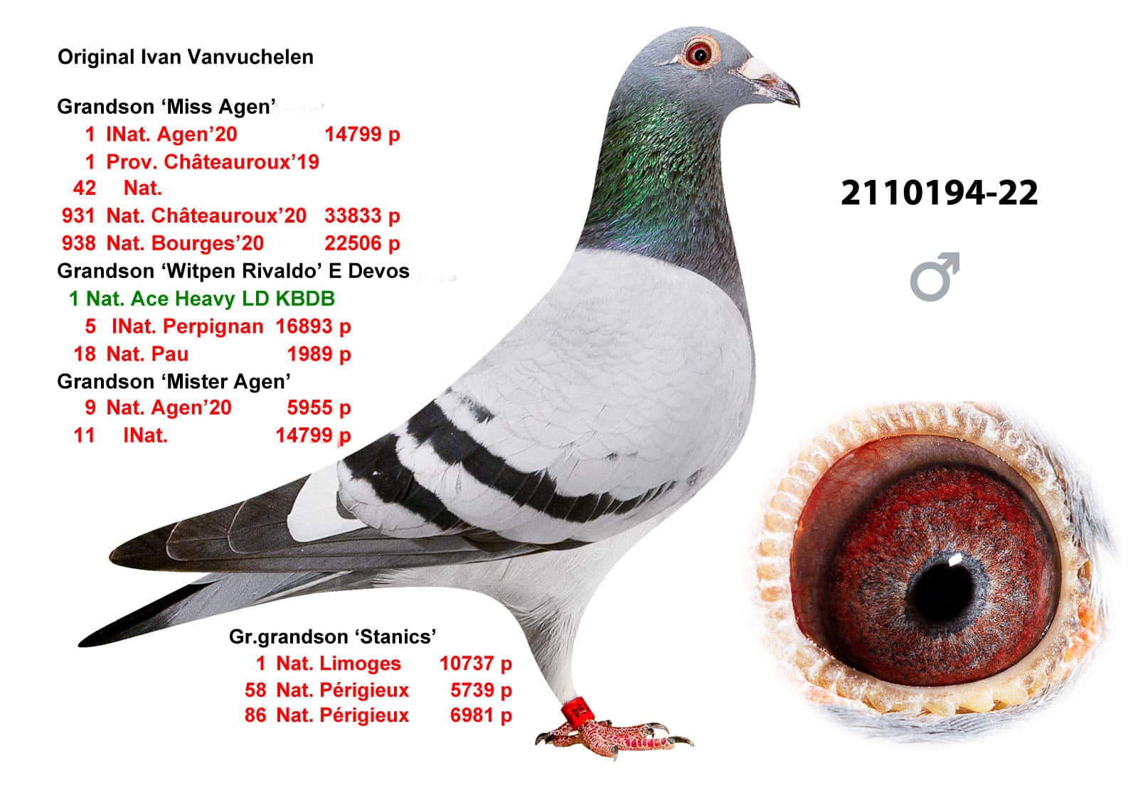pigeon: undefined