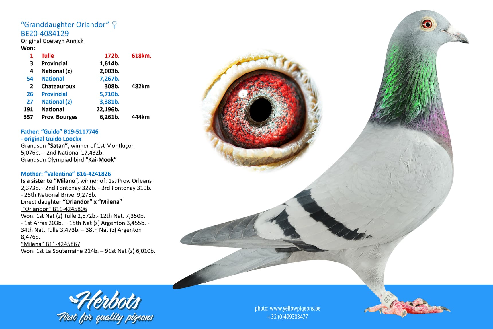 pigeon: undefined