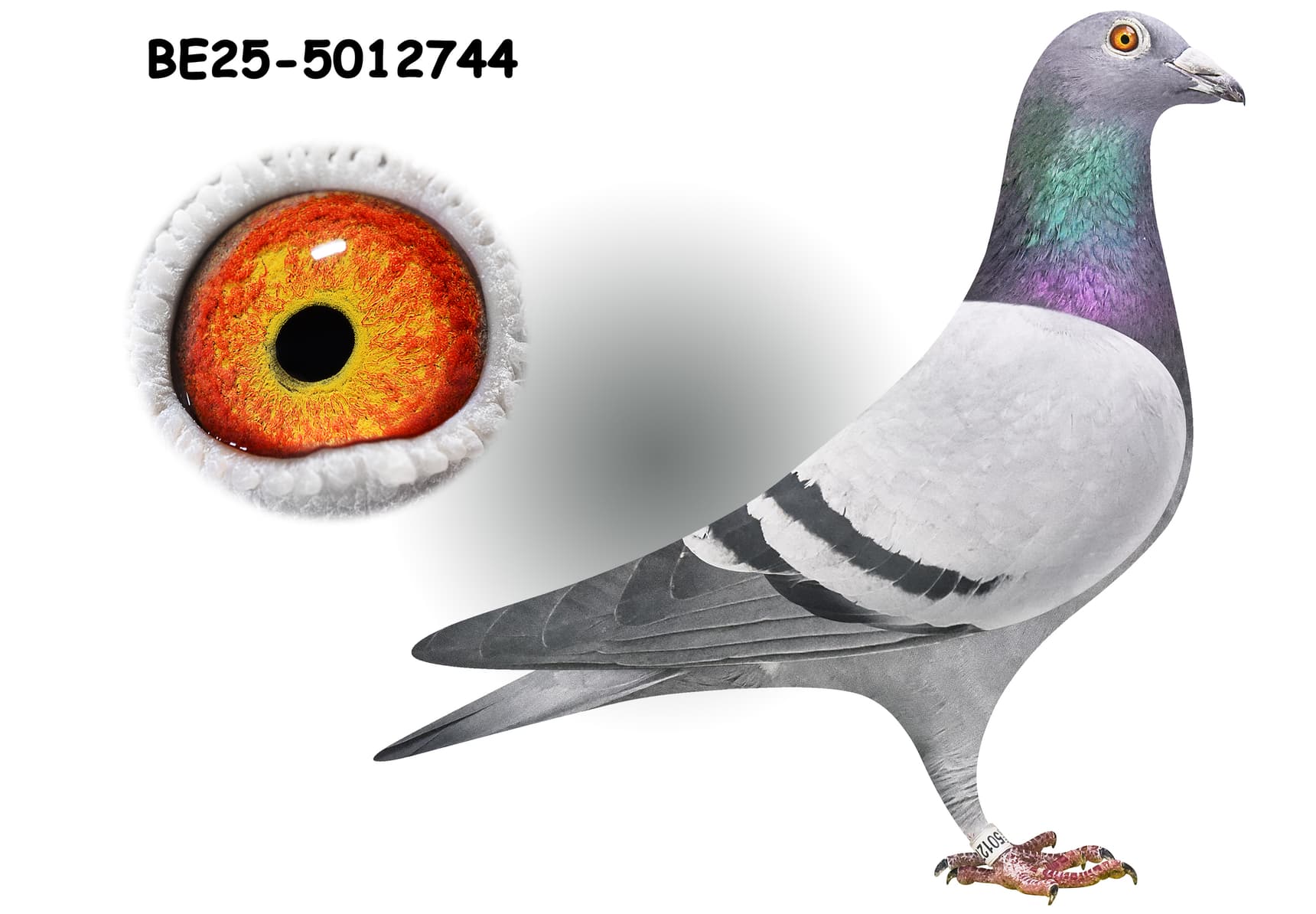 ‘Guido 248’ x ‘Kopie Harry’