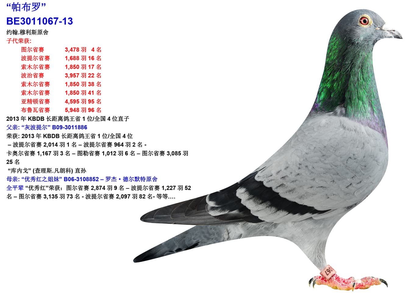 pigeon: undefined