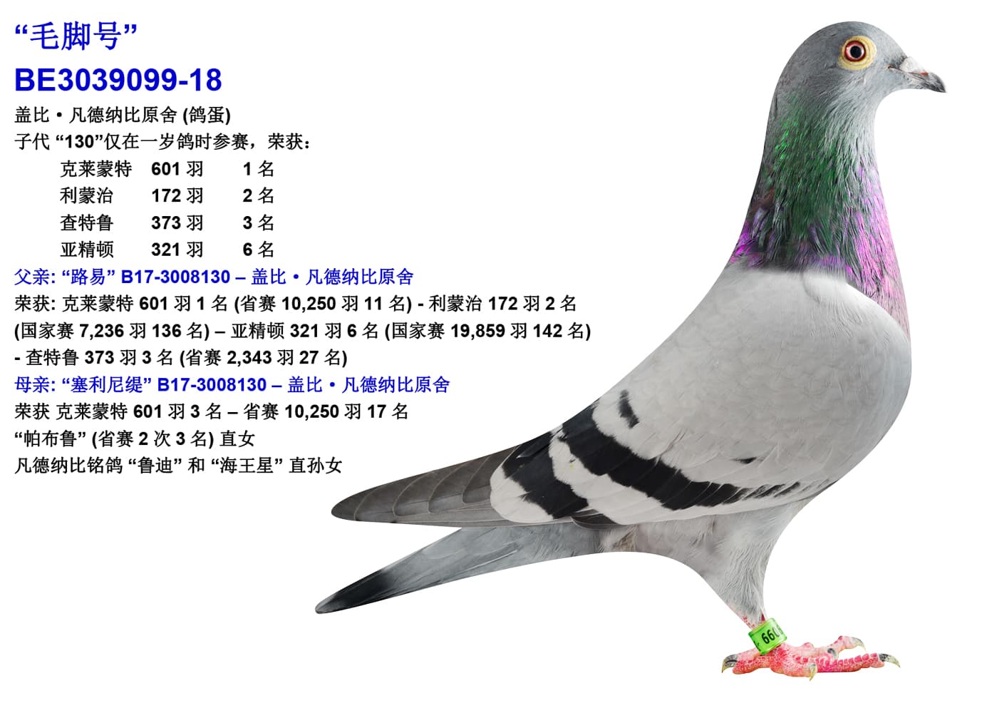 pigeon: undefined