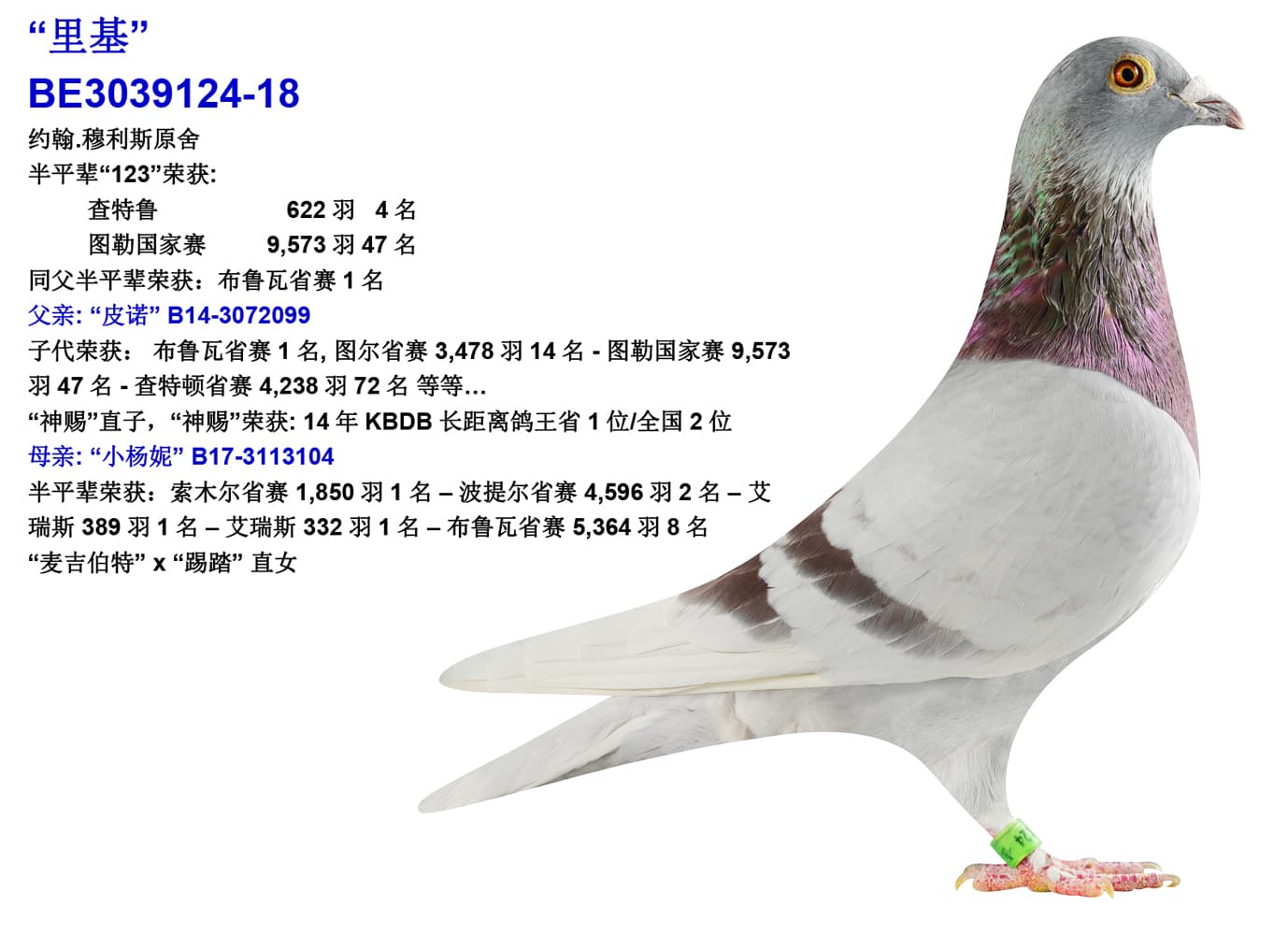 pigeon: undefined