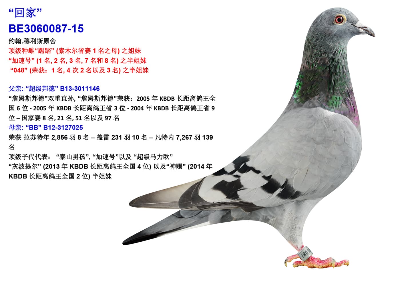 pigeon: undefined