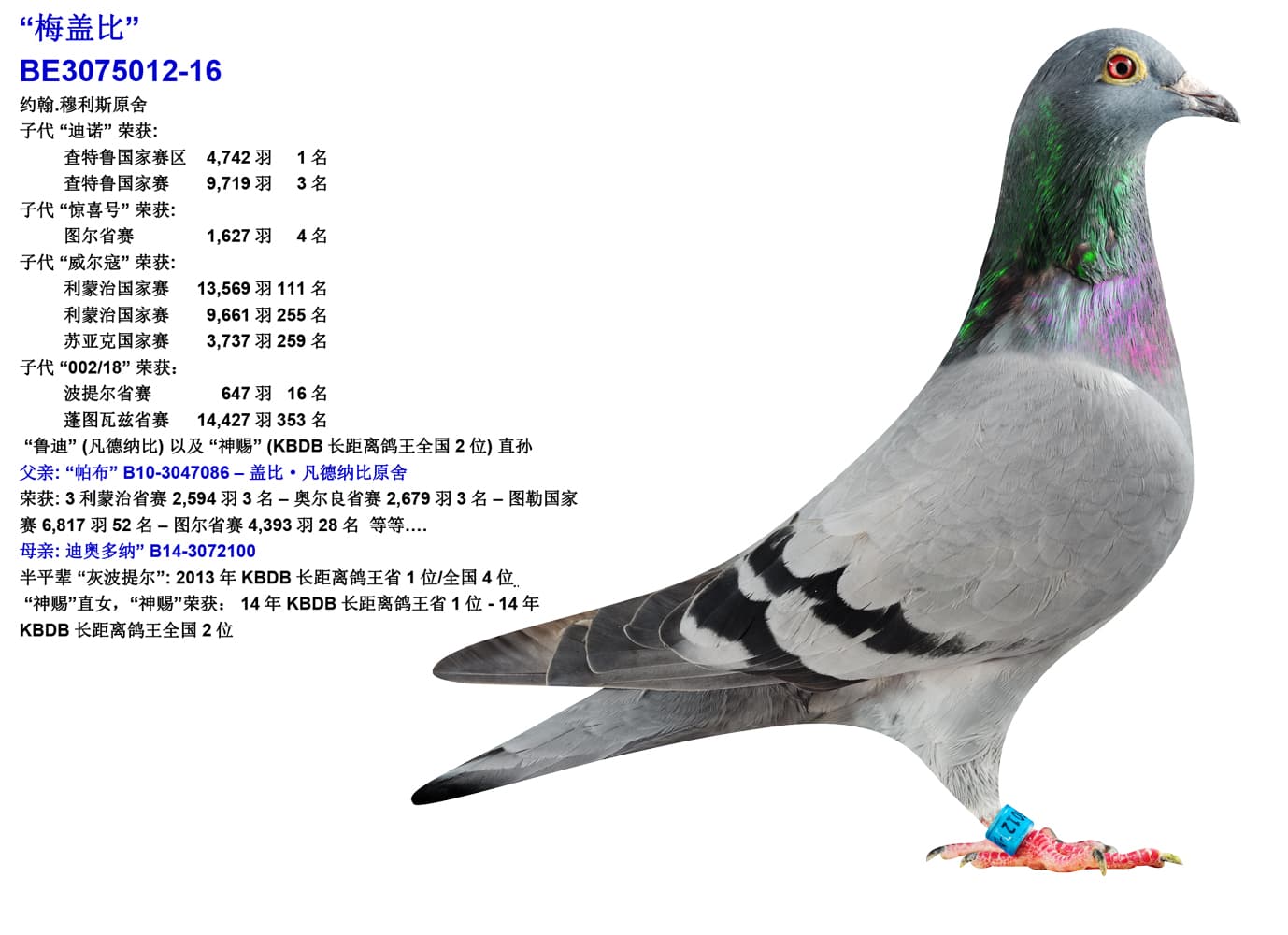 pigeon: undefined