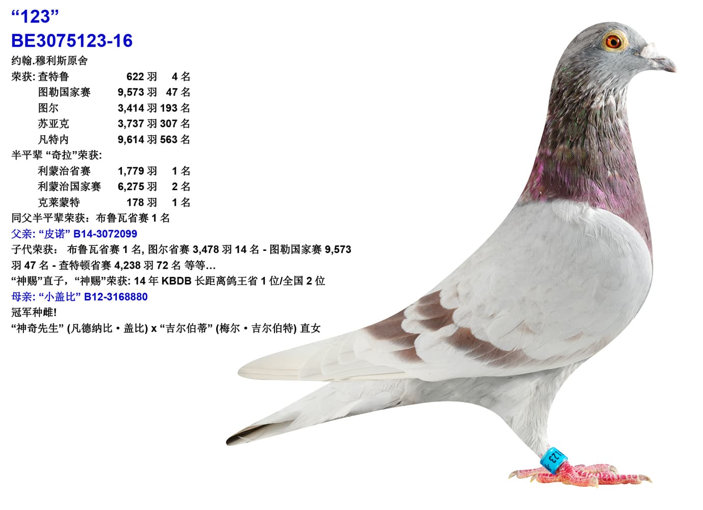 pigeon: undefined