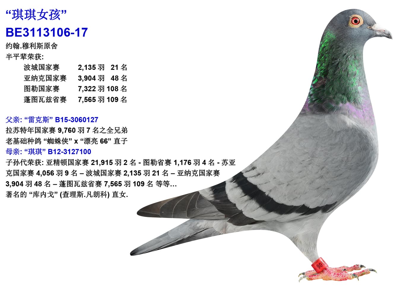 pigeon: undefined