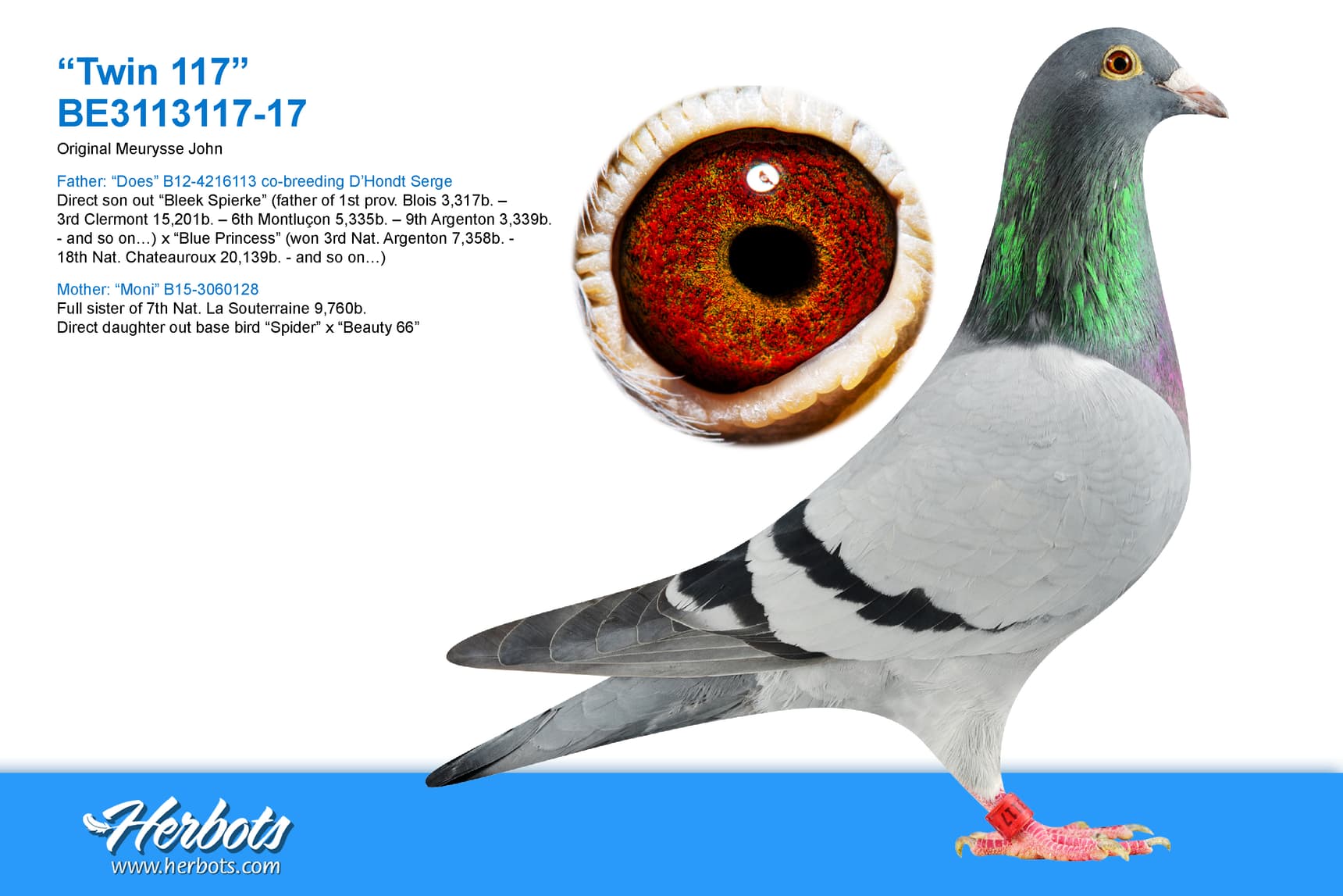 pigeon: undefined