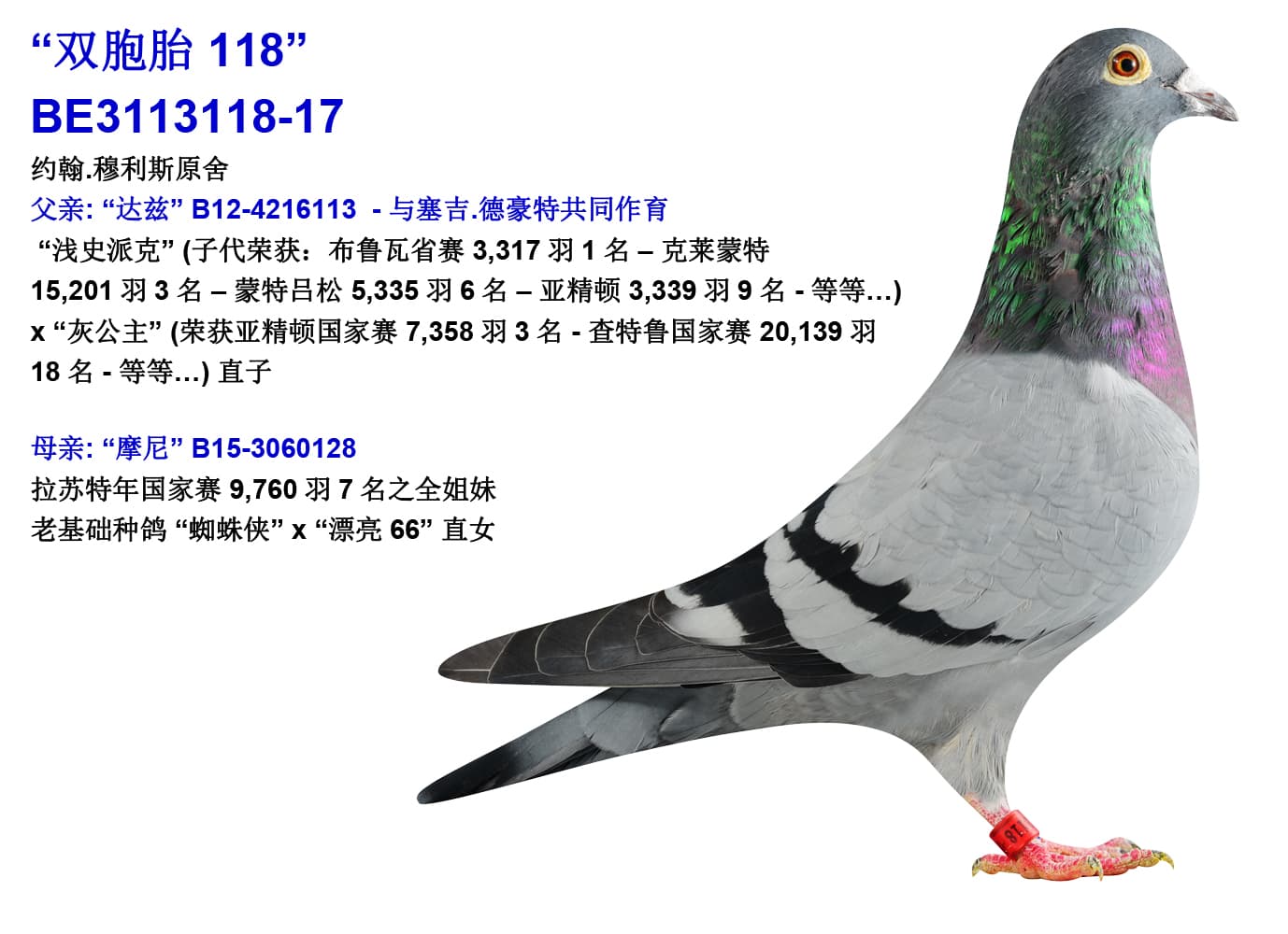 pigeon: undefined