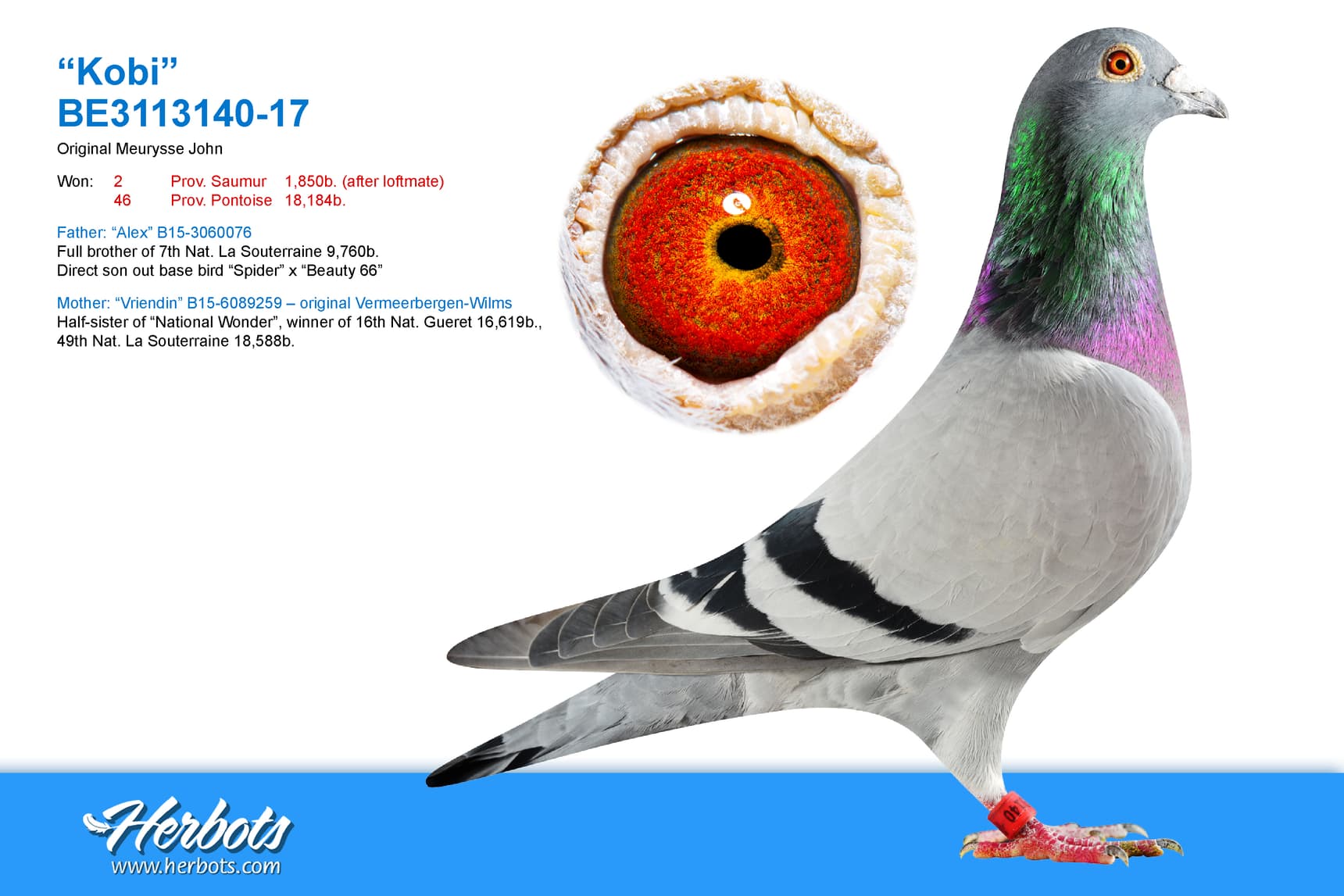 pigeon: undefined