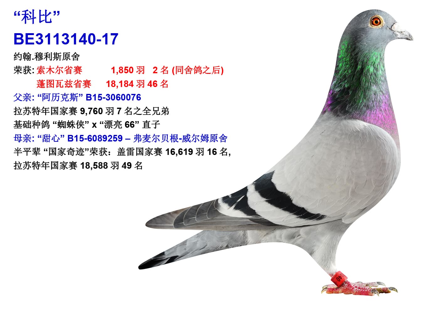 pigeon: undefined