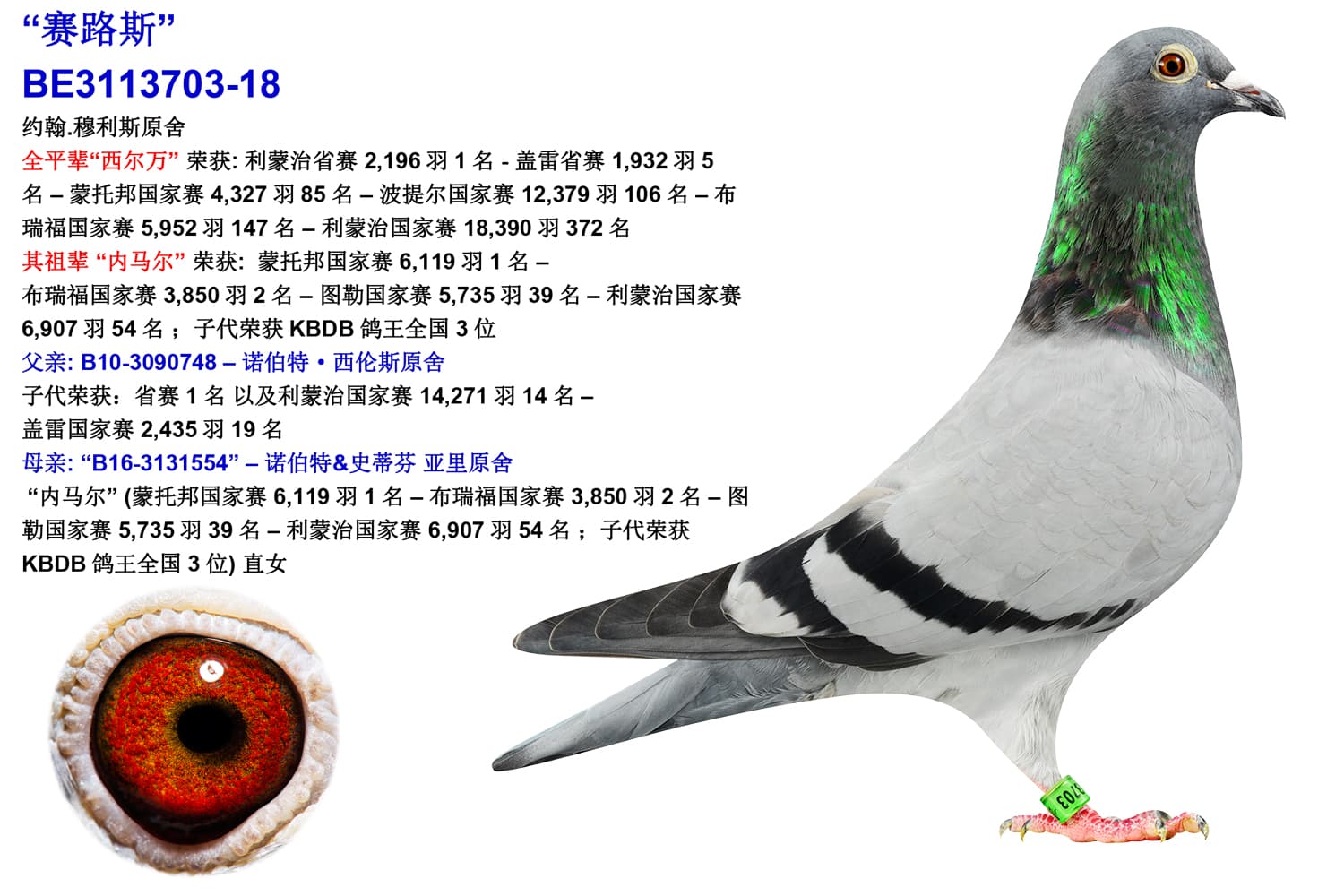 pigeon: undefined