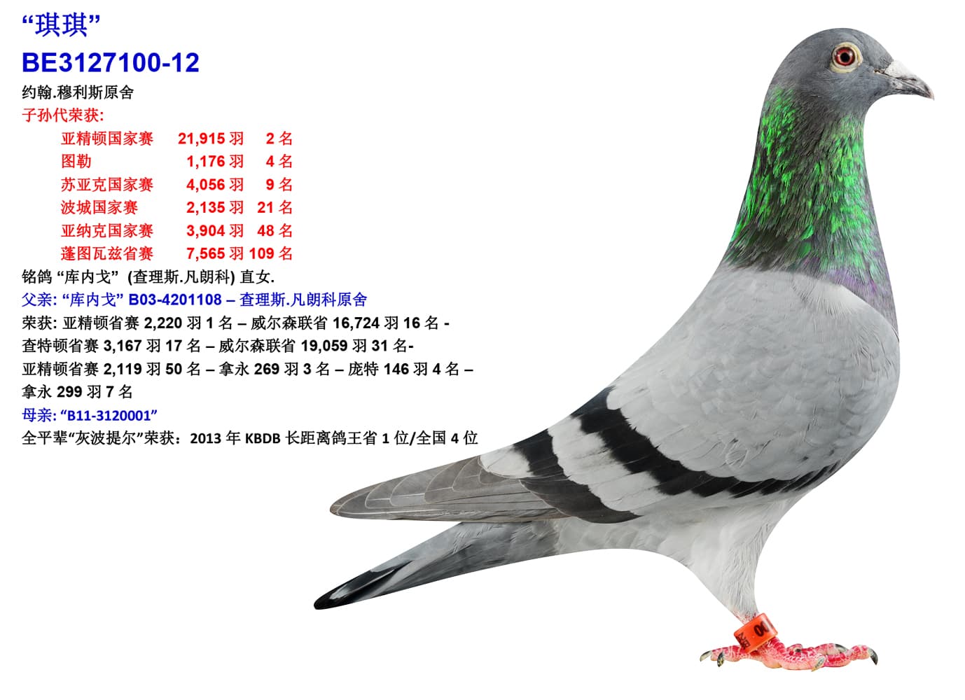 pigeon: undefined