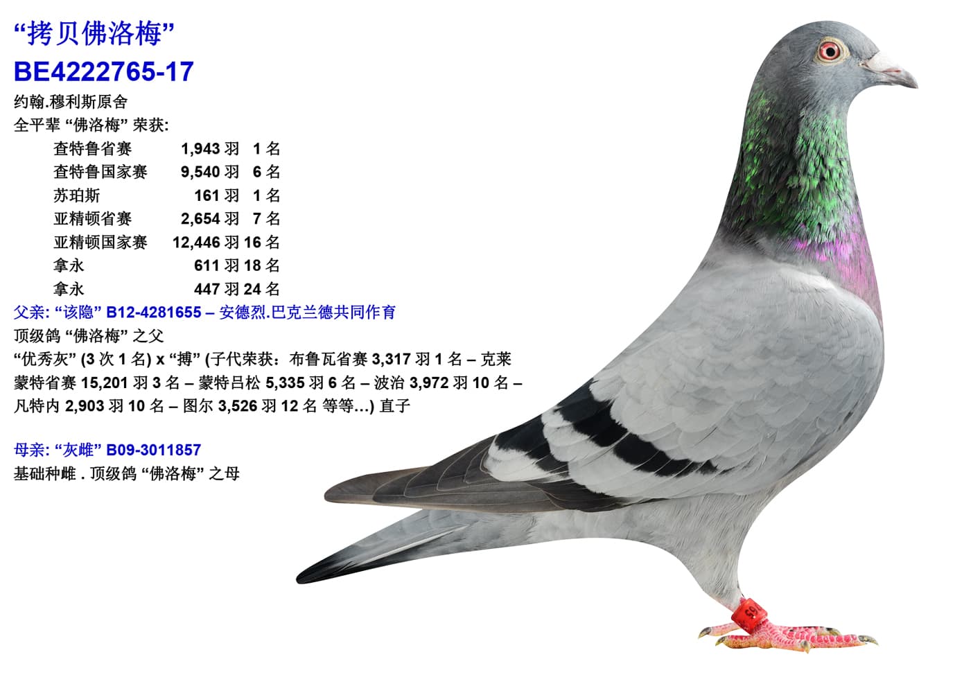 pigeon: undefined