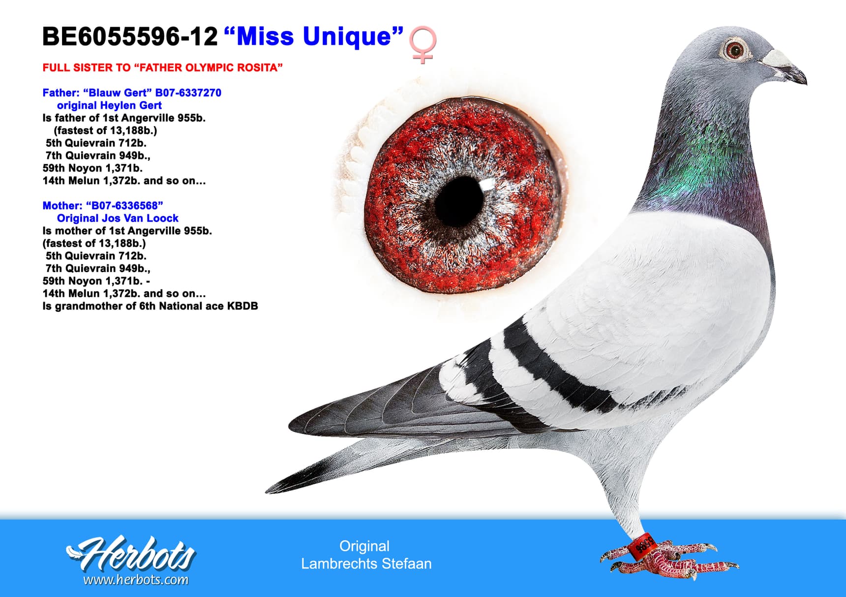 pigeon: undefined