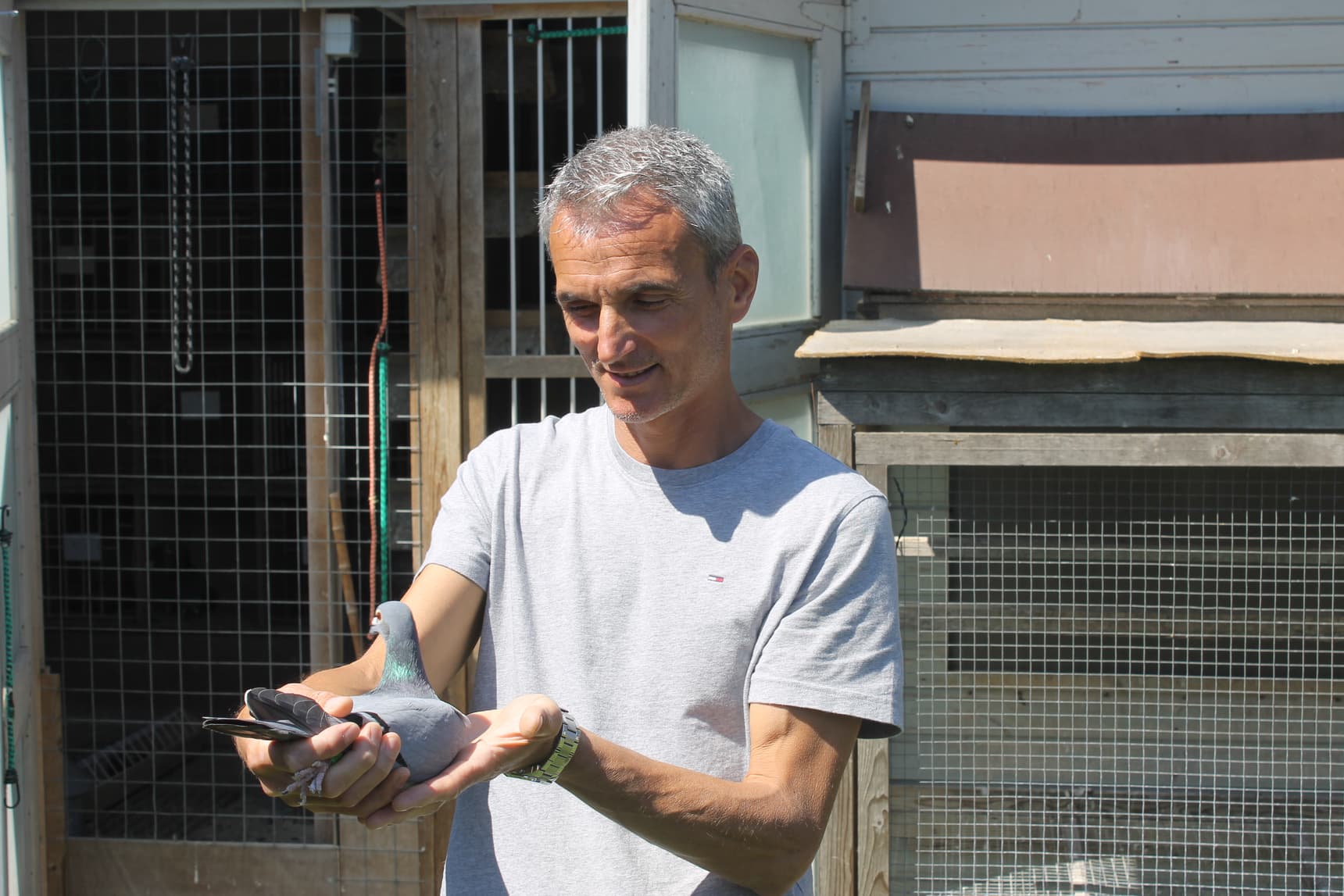 Pigeon Bids Barbelescu Nicu