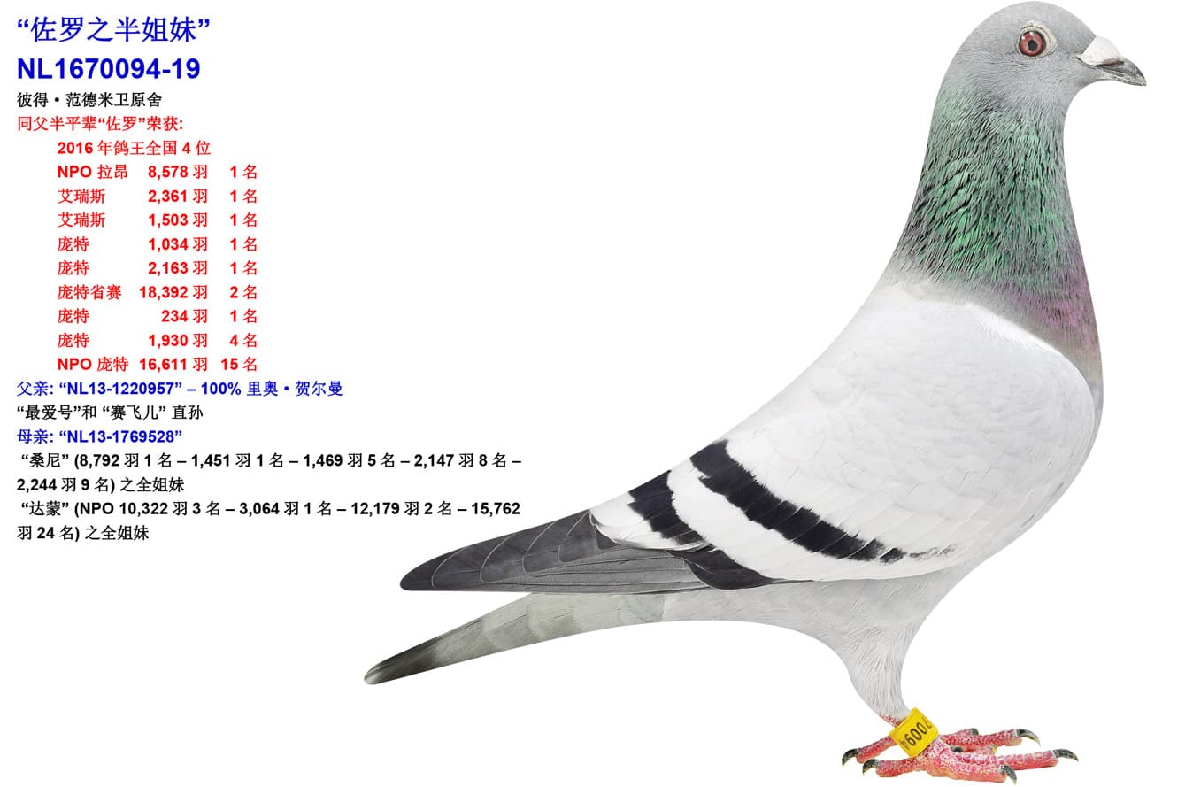 pigeon: undefined