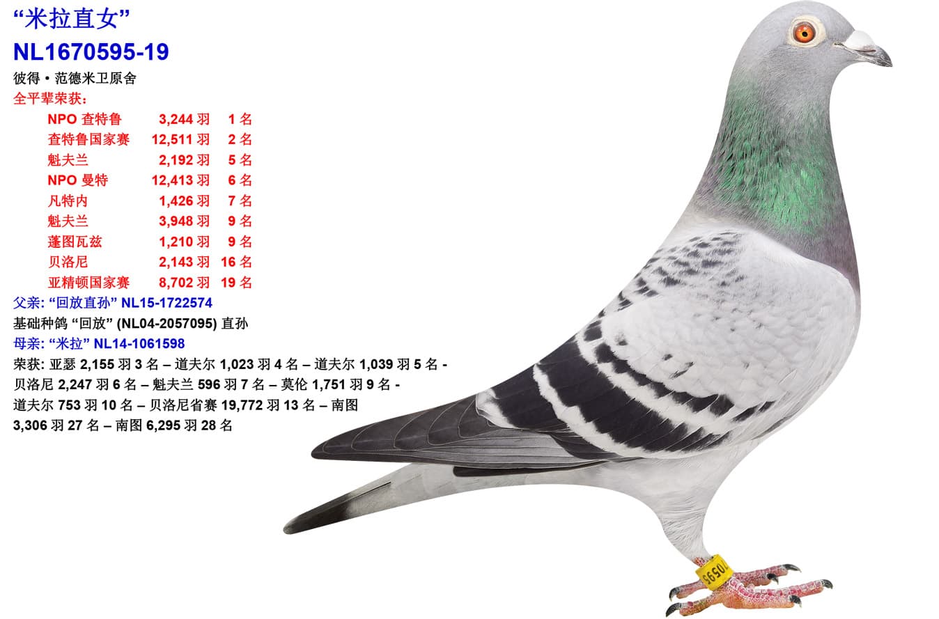 pigeon: undefined