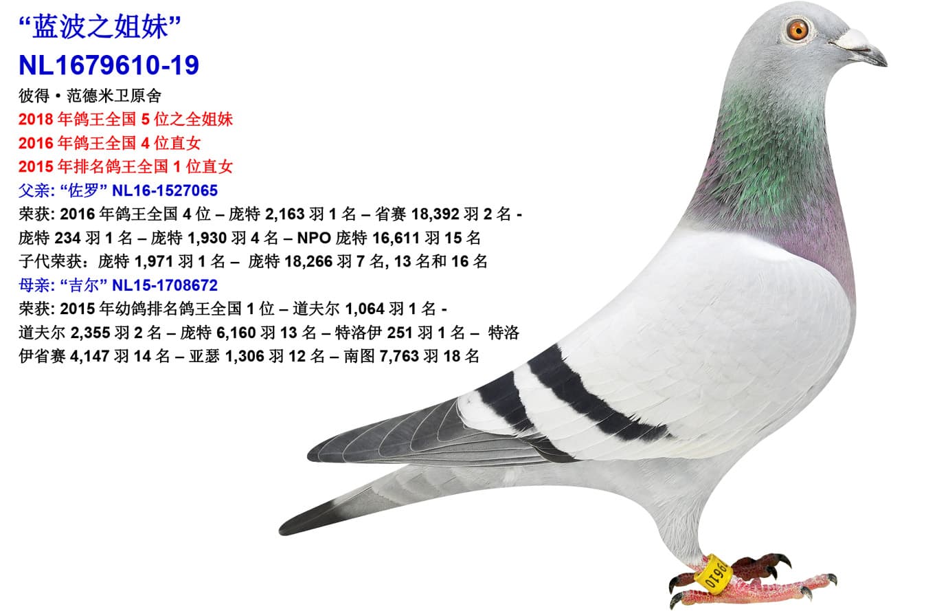 pigeon: undefined