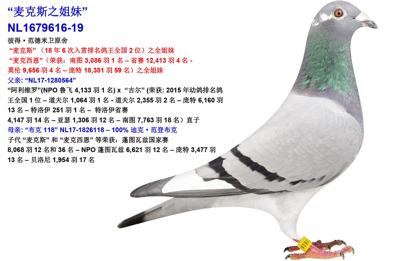 pigeon: undefined