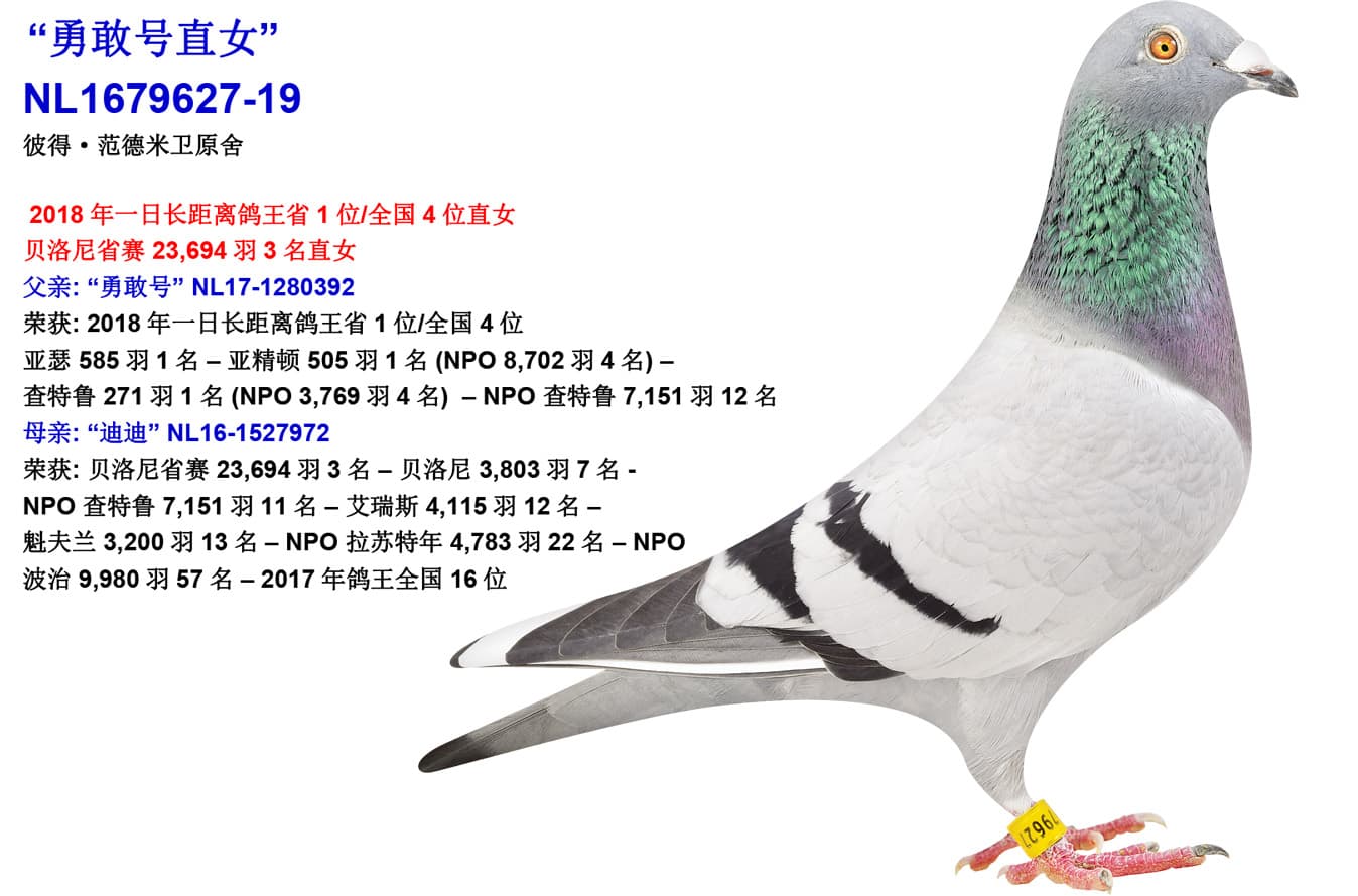 pigeon: undefined