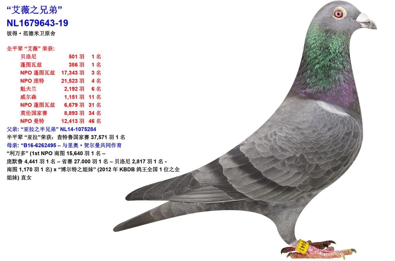 pigeon: undefined