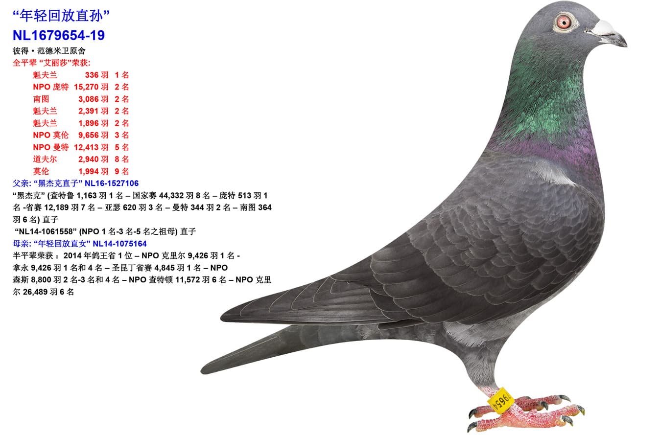 pigeon: undefined