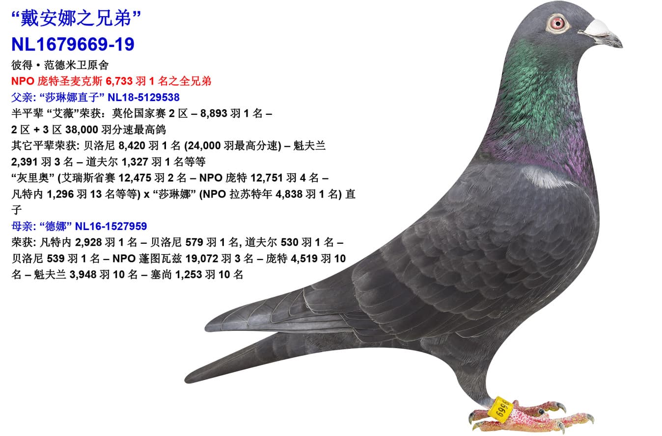 pigeon: undefined