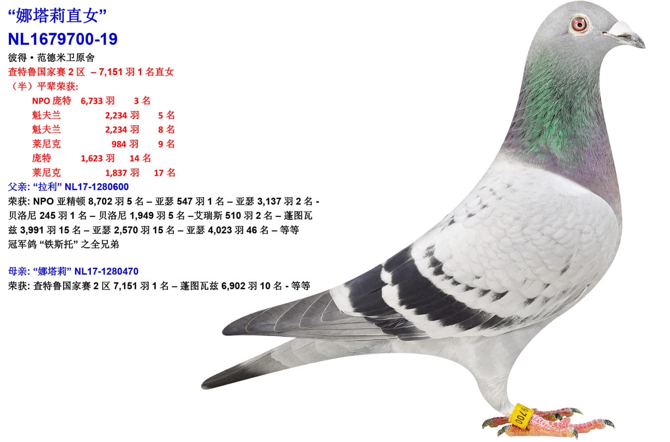 pigeon: undefined