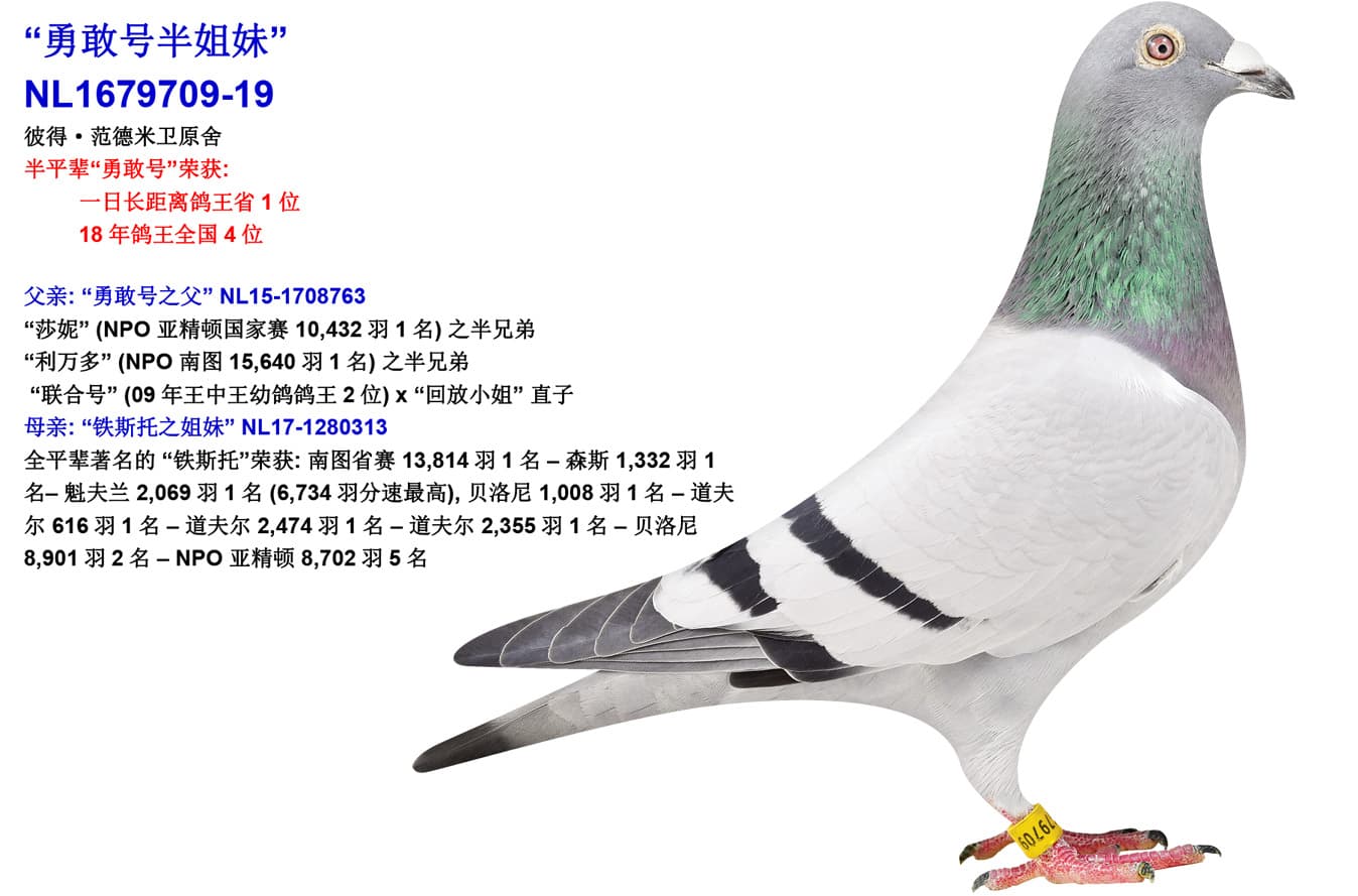 pigeon: undefined