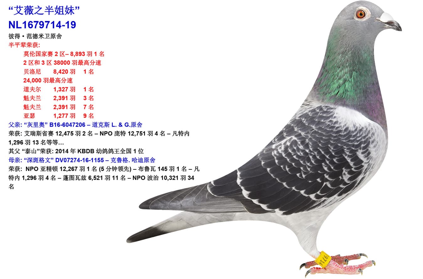 pigeon: undefined