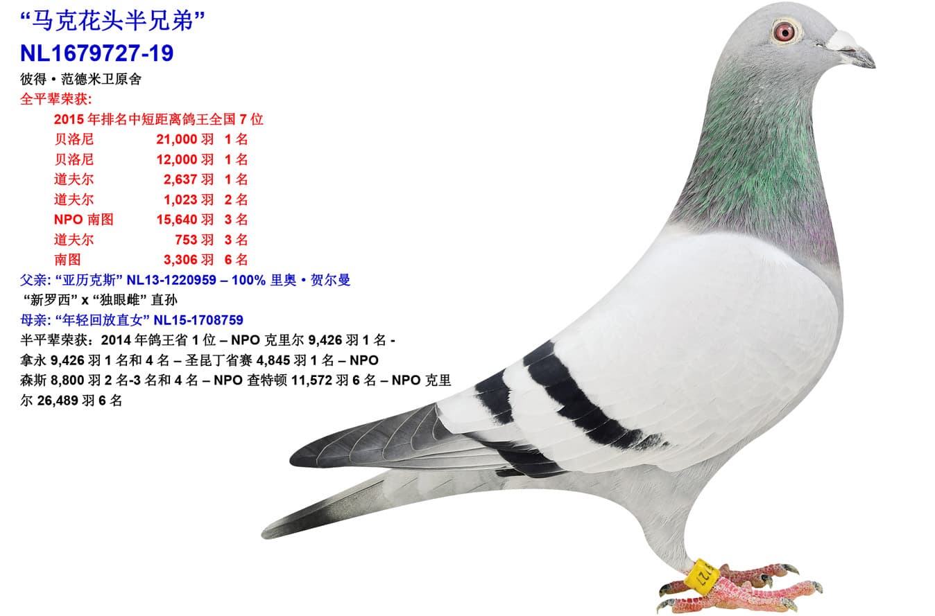 pigeon: undefined