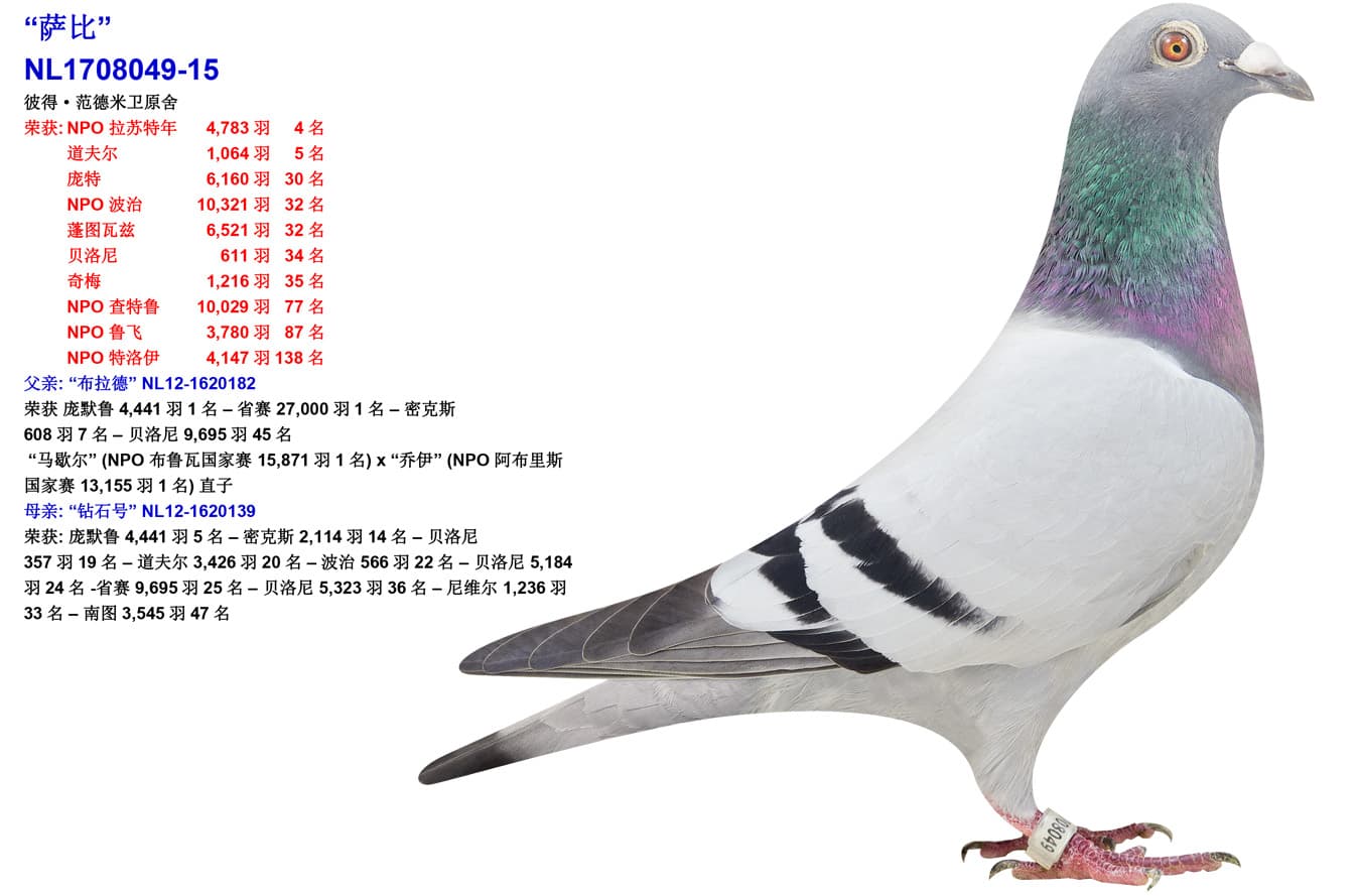 pigeon: undefined