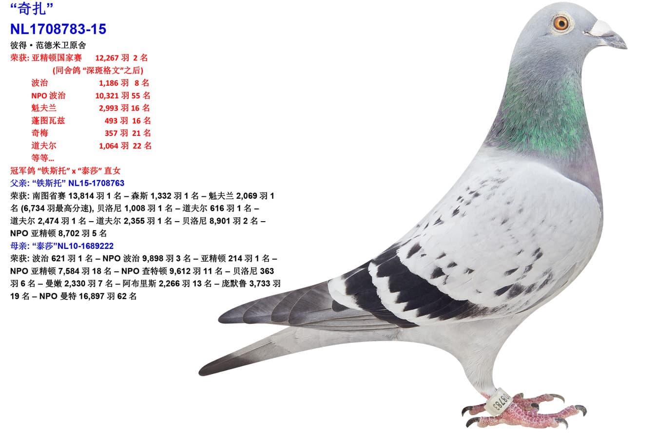 pigeon: undefined