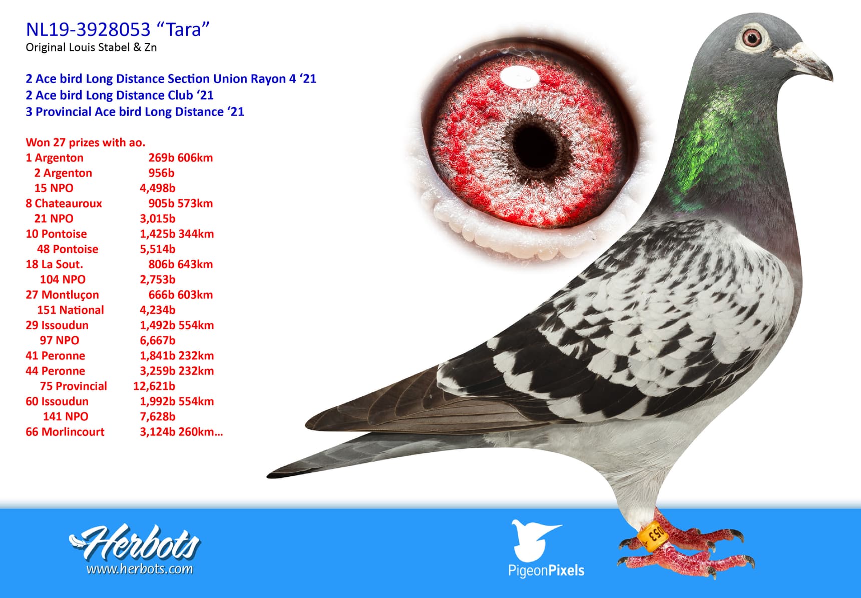 pigeon: undefined