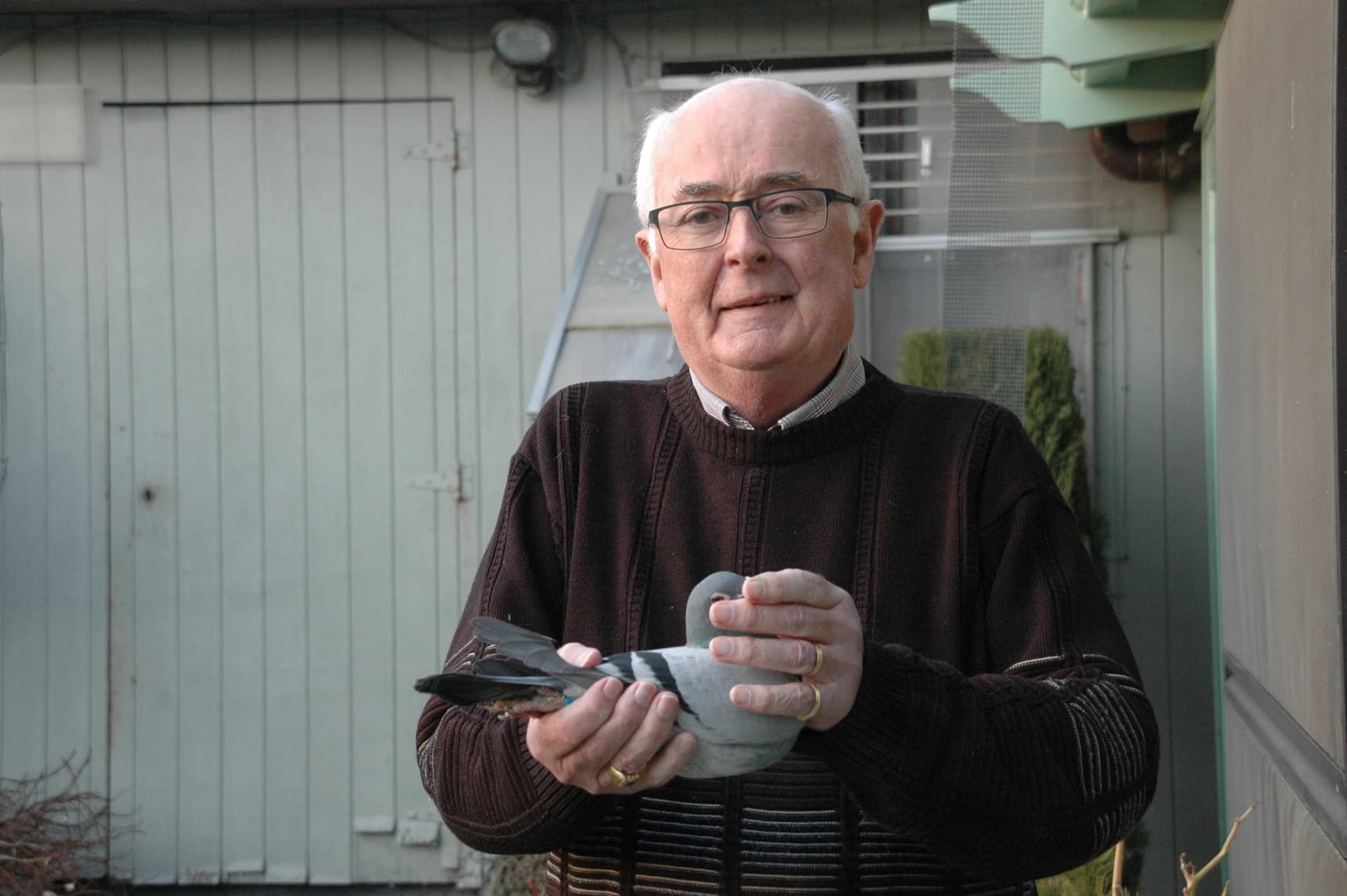 Andre Allemeersch (Pottes): a history of pigeon racing!