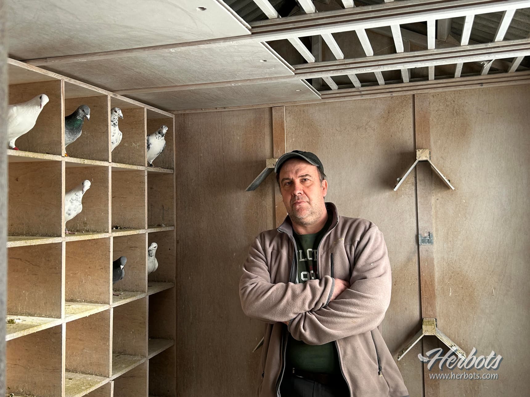 La colonie de Balcaen-Dubois Christophe d’Ellezelles: As pigeon vitesse  pigeonneau "Herbots Championship 2023"