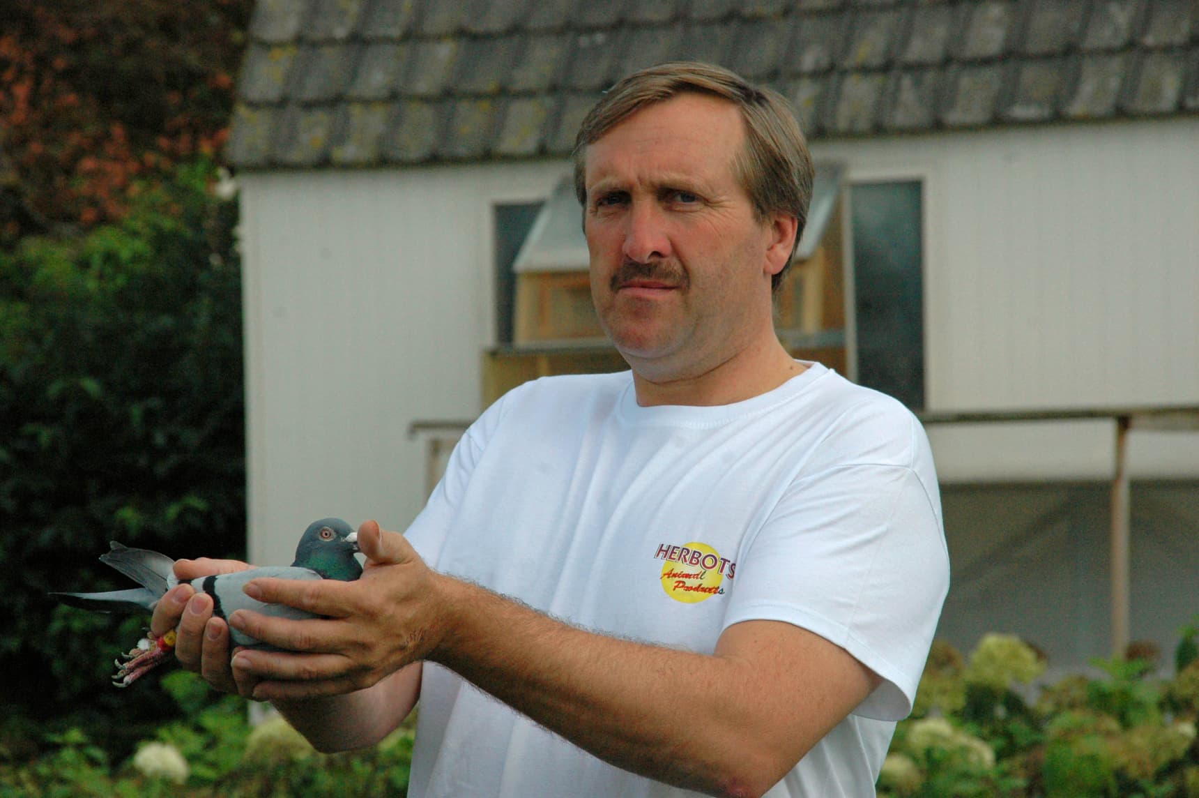 Jo Bauters – Gavere Strong work...amongst others thanks to the breeding line of topper "Fabian".