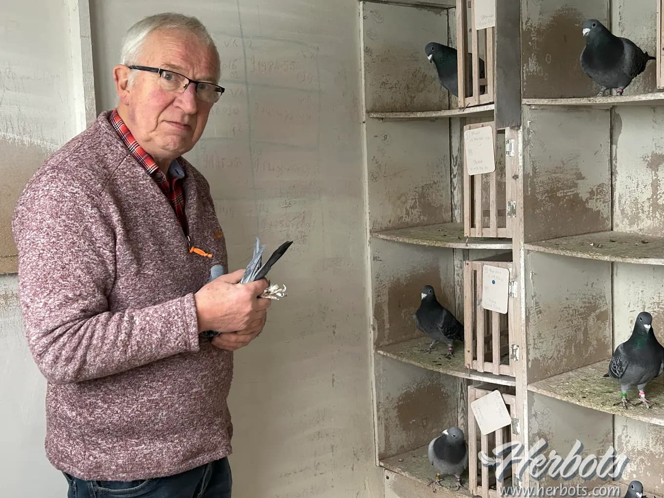 Jean Calonne (Péruwelz) 2ème Nat. PAU 2025 de 3.028 V. et unique pigeon belge rentré le jour du lâcher.
