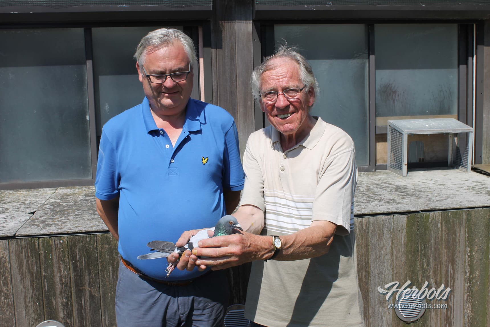 Casteleyn-Van Parijs - Zwevezele: 1st National Narbonne 5,553 yearbirds - fastest 10,536b.