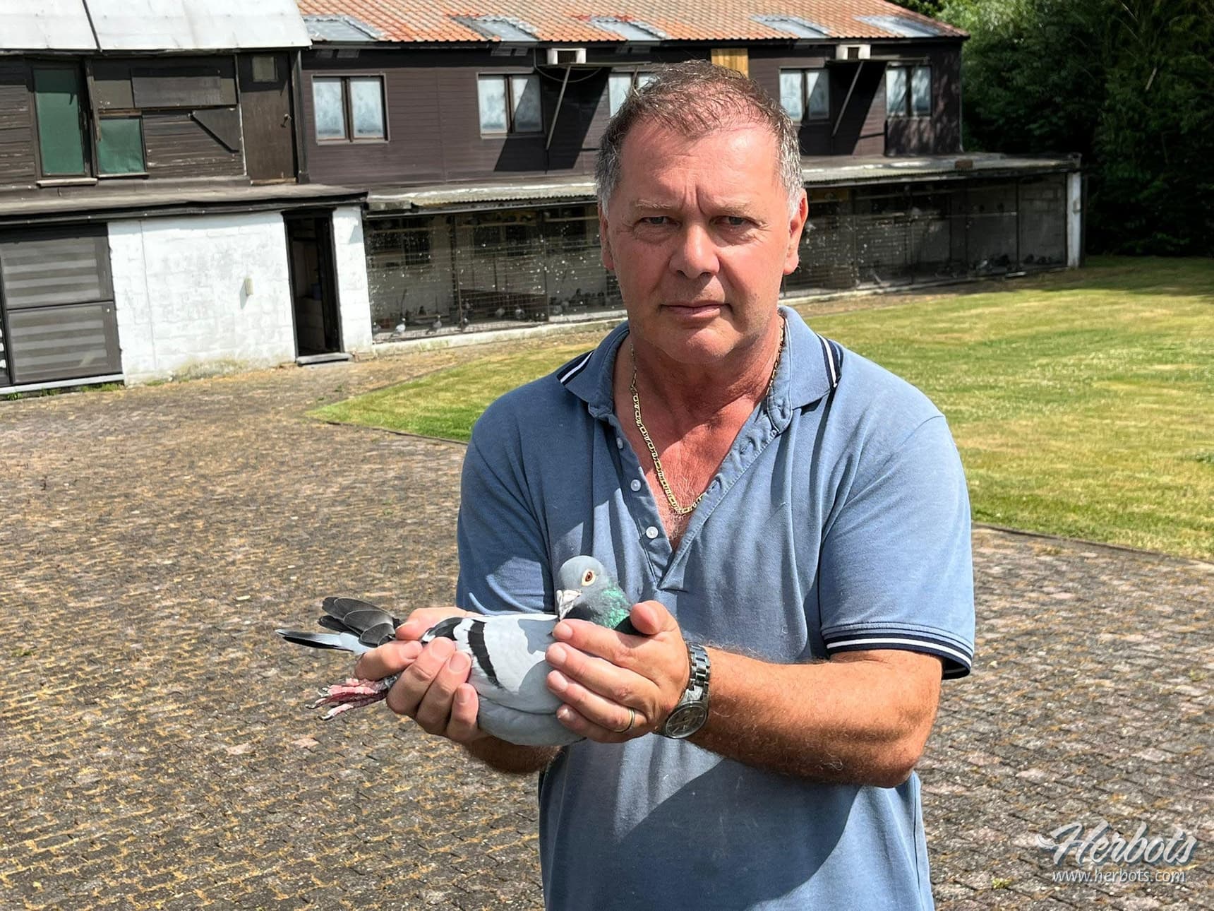 Erik Limbourg from Brussegem wins 1st Nat (z) Bergerac 892 yearlings and 1st I.Prov. Orléans 10,950 young pigeons