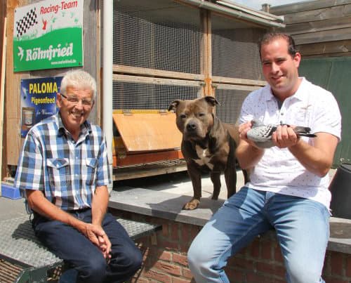 Hendriks Jo & Florian (Nijswiller) A golden breeding loft with "Harry" and "Kleine Gerard" as basis