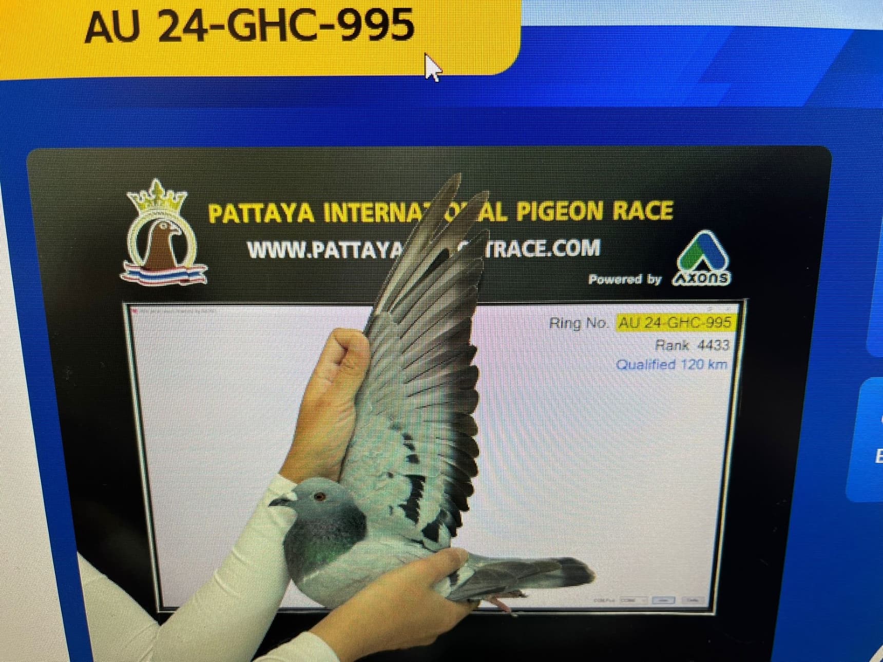 Mr Kenny Chen from USA wins super final in Pattaya OLR Phanom 600 km 2025 this out an original Herbots Gebroeders hen