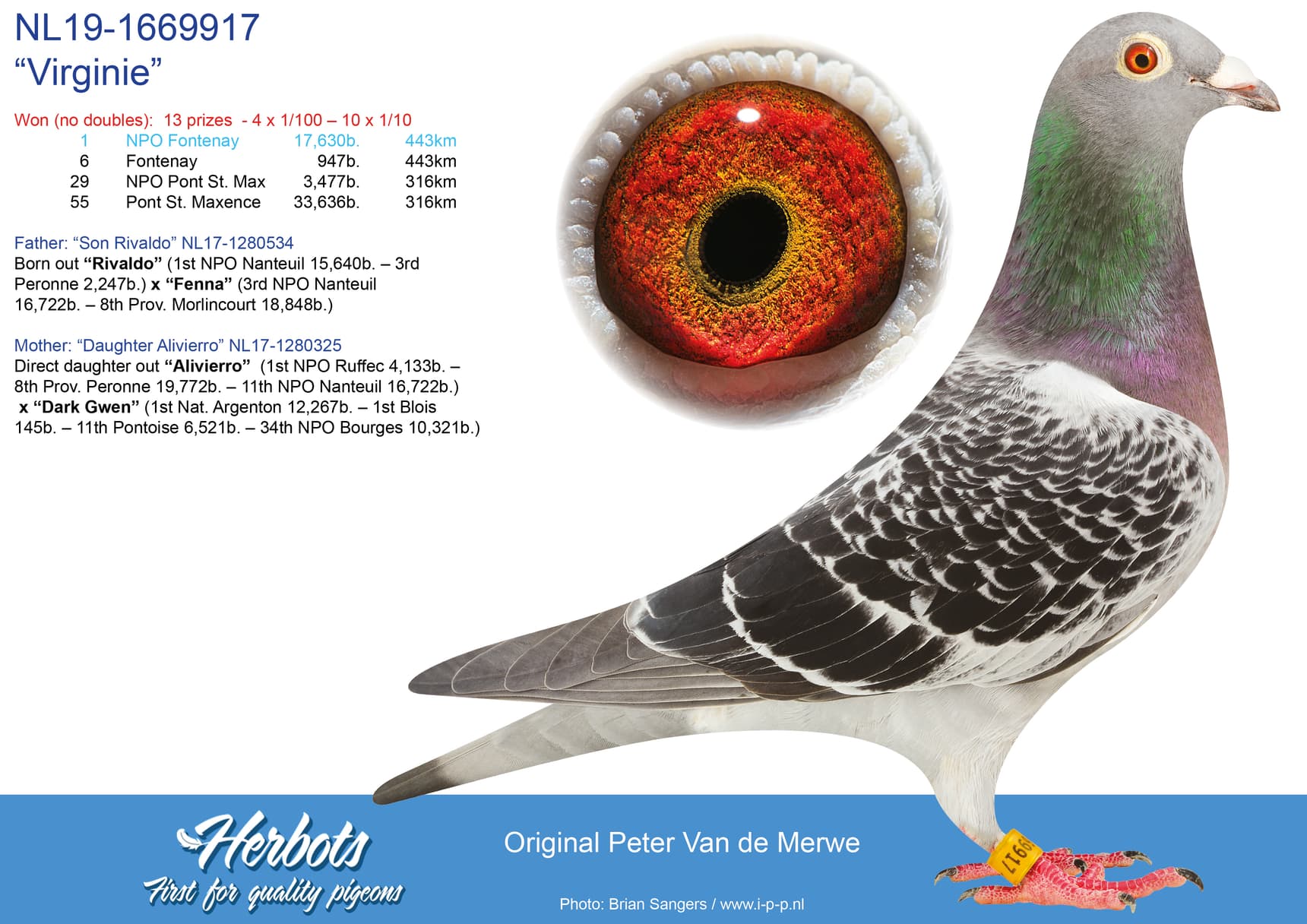 Gijs Boonstoppel wins  1.Nat Grand Prix Pointoise 15.807 p., his father is a direct vdMerwe pigeon
