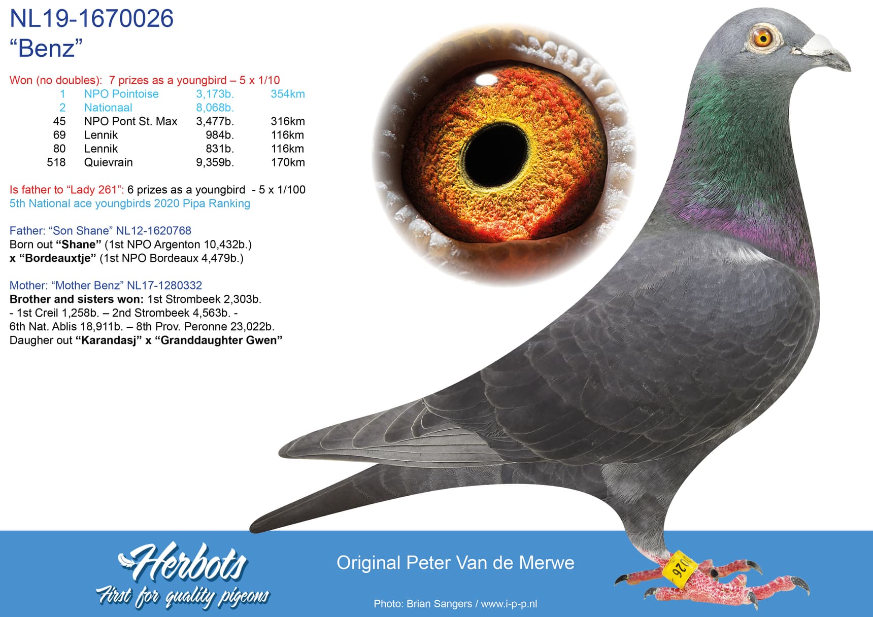 Pigeon Bids Van de Merwe: The famous "Black killers"