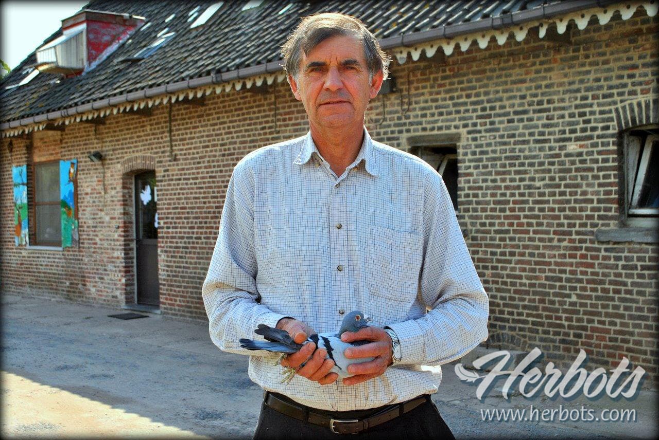 NORBERT SIERENS – ZWEVEGEM Vaste waarde op de nationale vluchten.