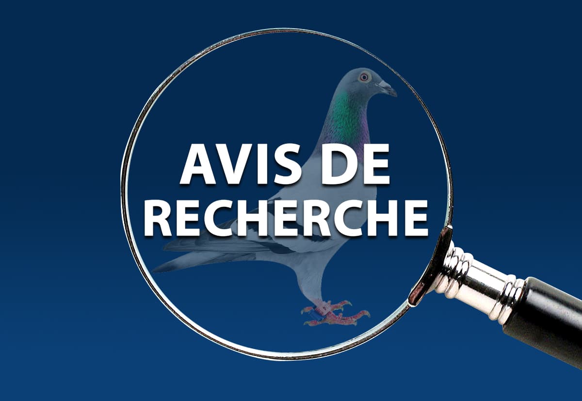 Pigeons directs Gaby Vandenabeele