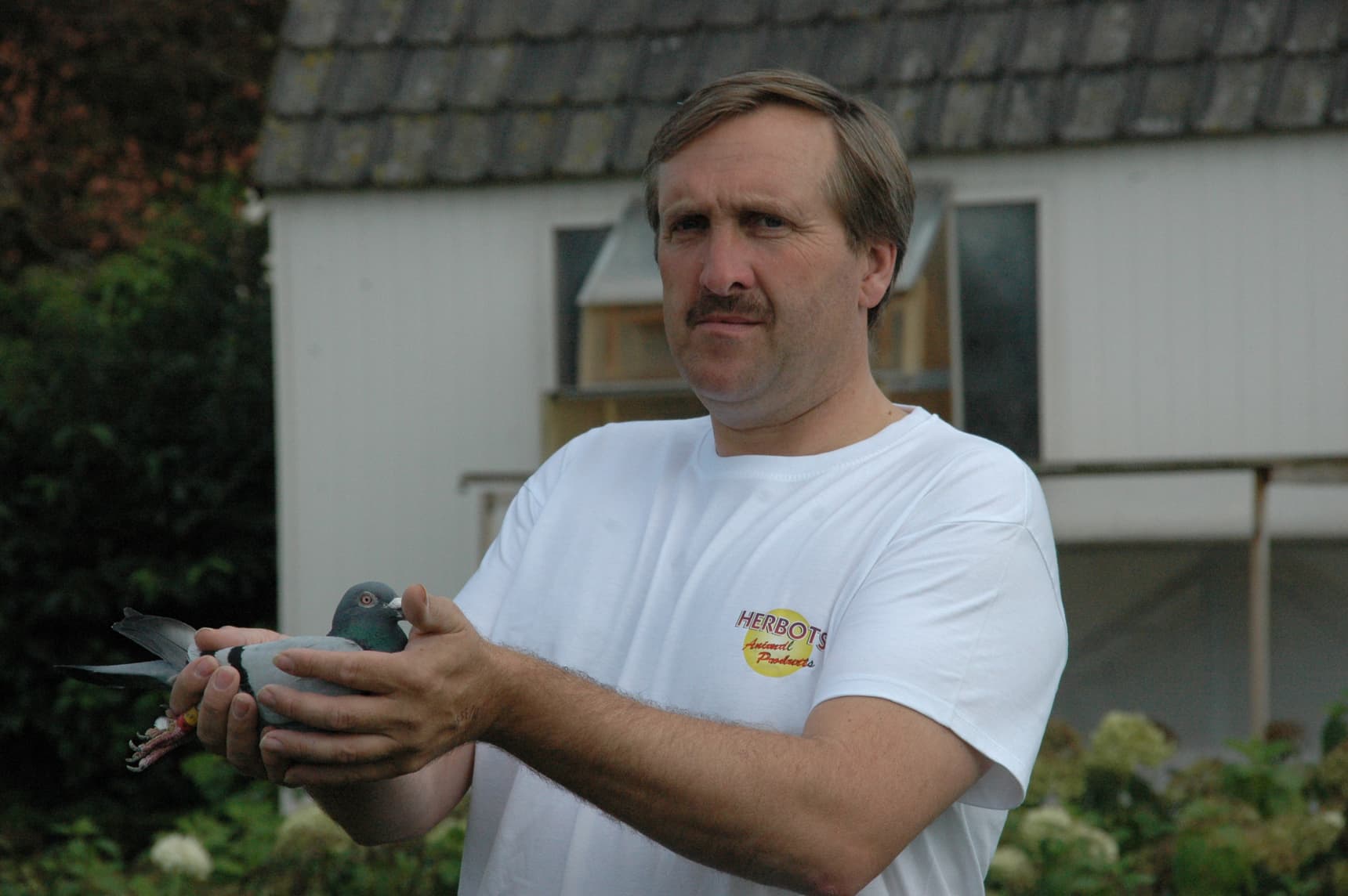 Pigeon Bids Bauters Jo Part V