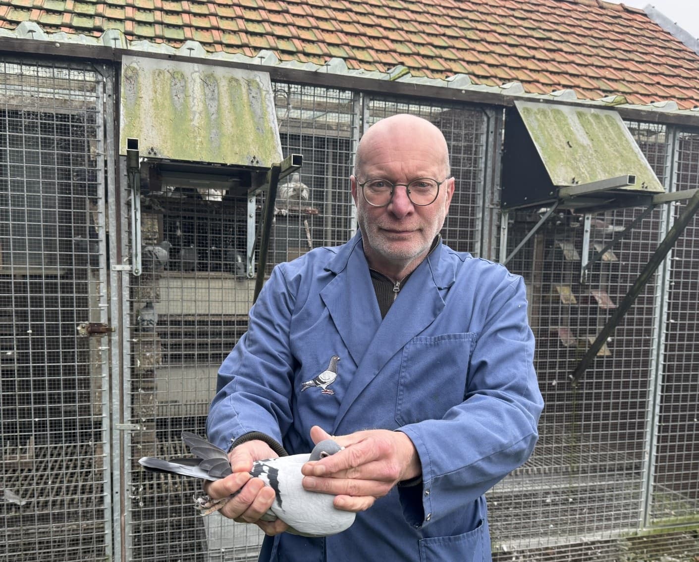 Pigeon Bids Bours Peter - unpaid pigeons