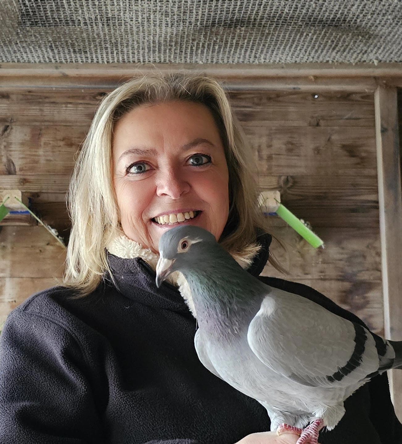 Pigeon Bids G-Pigeons (Annick Goeteyn)